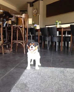 Foto van Daniel's 2